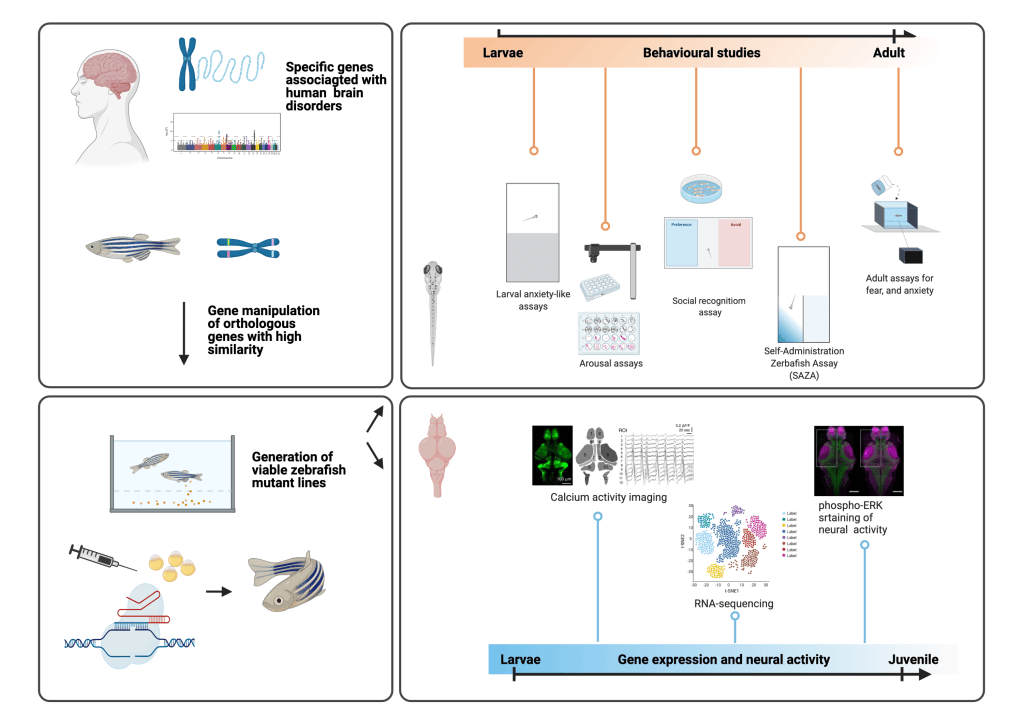 Research – Mechanisms Underlying Behavior Lab